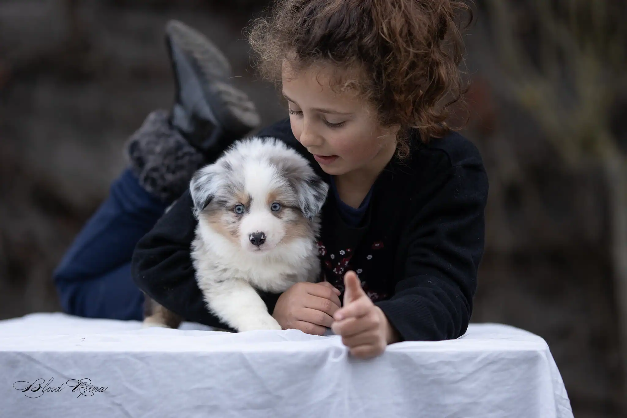 Chiots Berger Américain Miniature Bloodreina