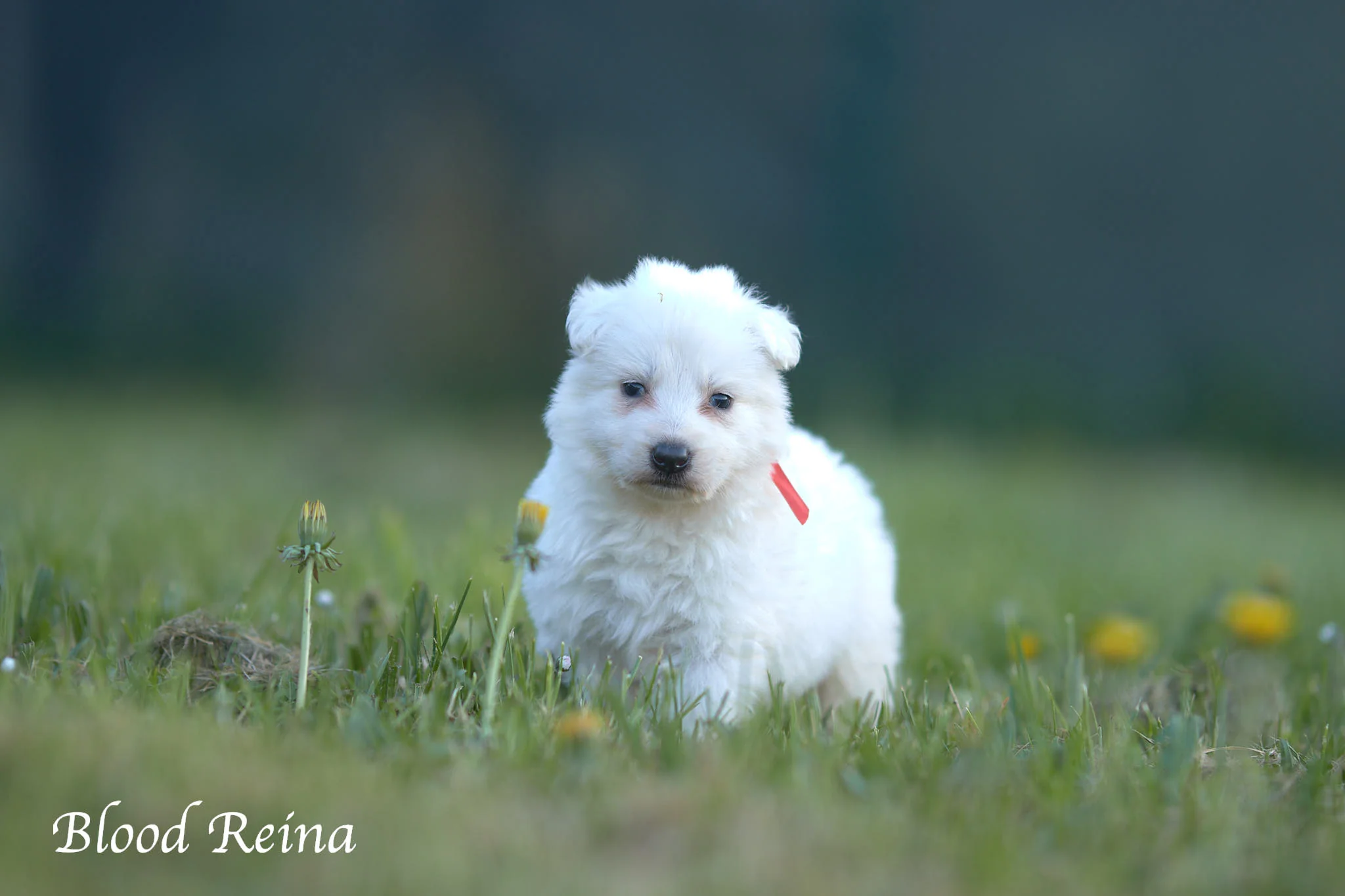 Chiots Berger Blanc Suisse Bloodreina