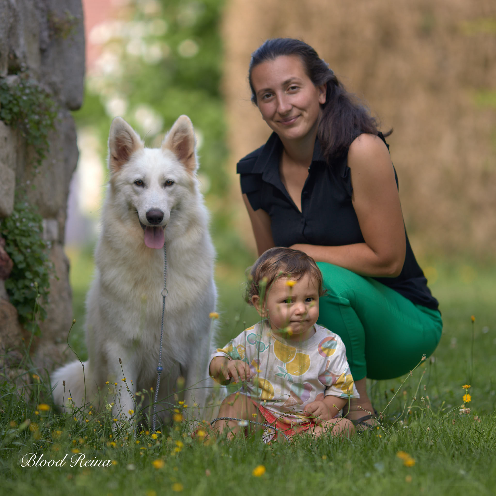 Dysplasie chez le Berger Blanc Suisse