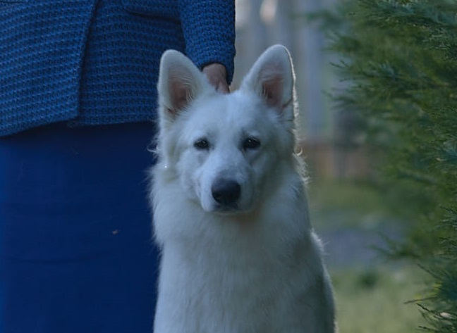 Santé Berger Blanc Suisse