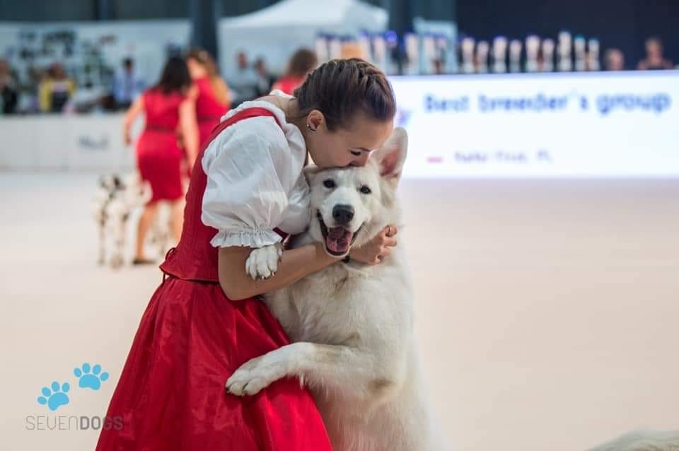 Berger Blanc Suisse adulte de l'élevage Bloodreina