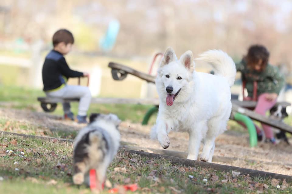 Berger Blanc Suisse adulte, allure et posture de la race