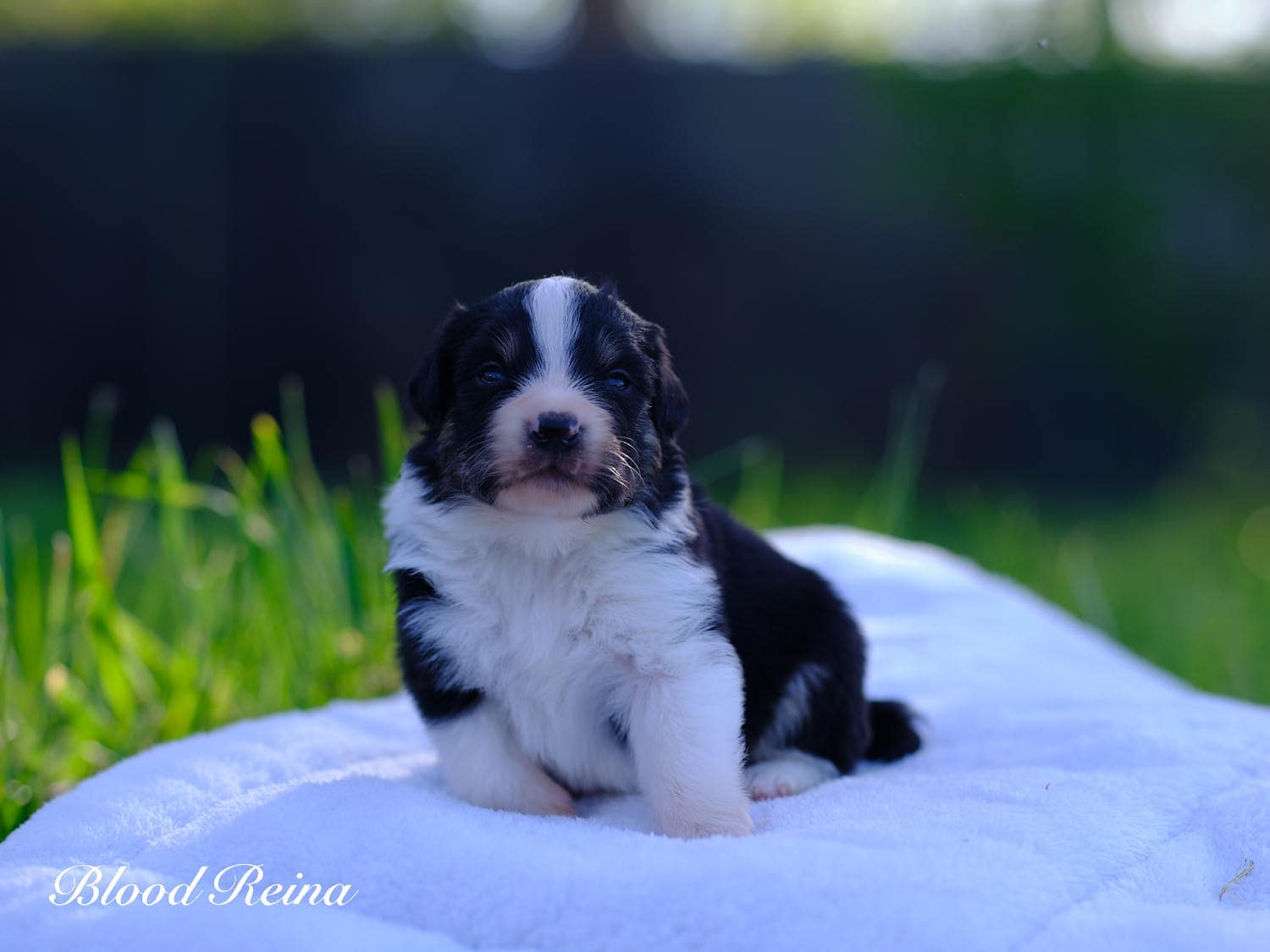 Banjo, chiot Berger Américain Miniature Bloodreina