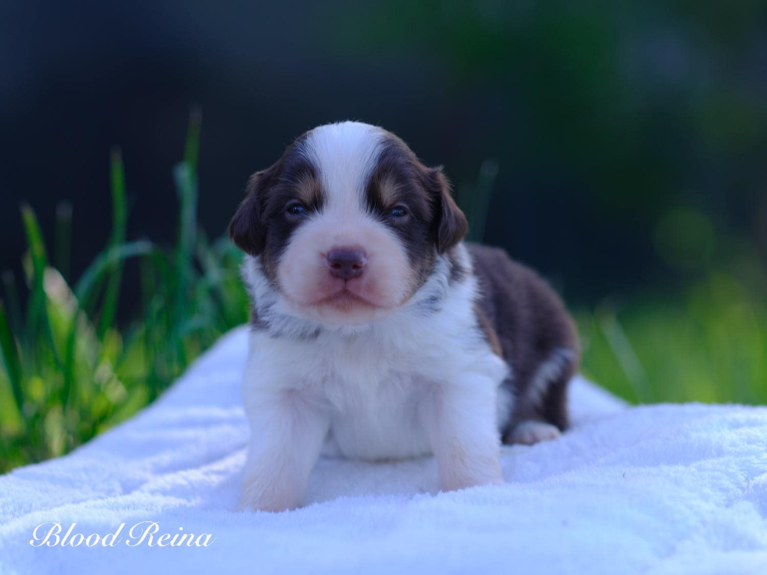 Bourbon, chiot Berger Américain Miniature Bloodreina
