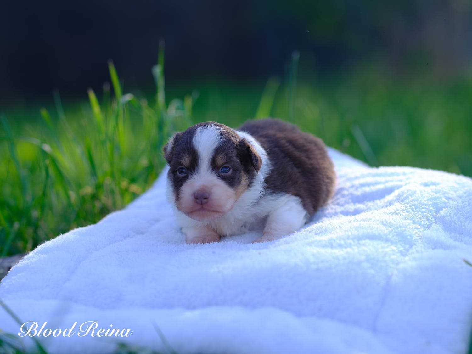 Billie, chiot Berger Américain Miniature Bloodreina