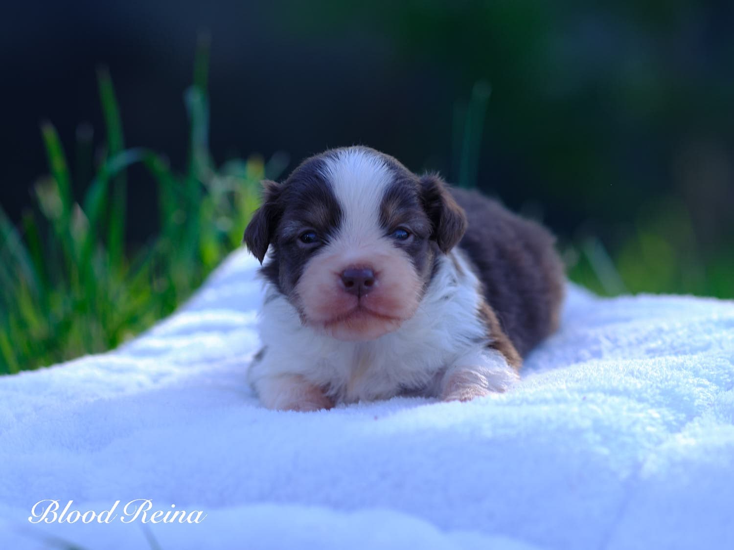 Barbe a papa, chiot Berger Américain Miniature Bloodreina