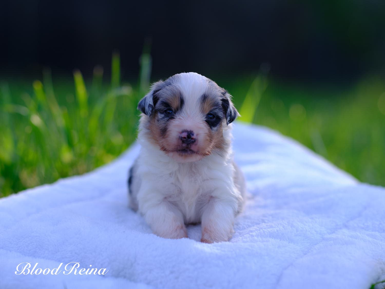 Barbie, chiot Berger Américain Miniature Bloodreina