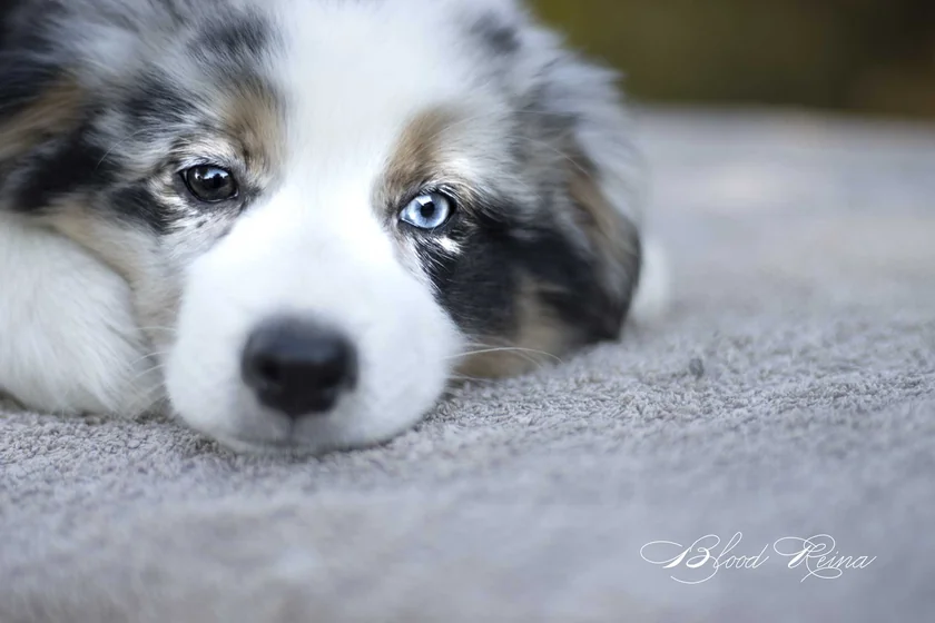 Berger Américain Miniature de l'élevage Bloodreina