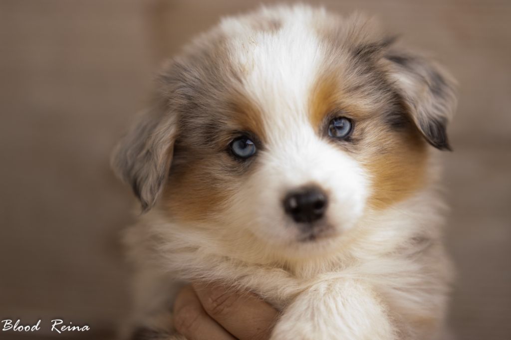 Berger Américain Miniature Ulligan