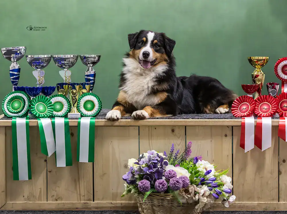 Rolex, Berger Américain Miniature adulte de l'élevage Bloodreina