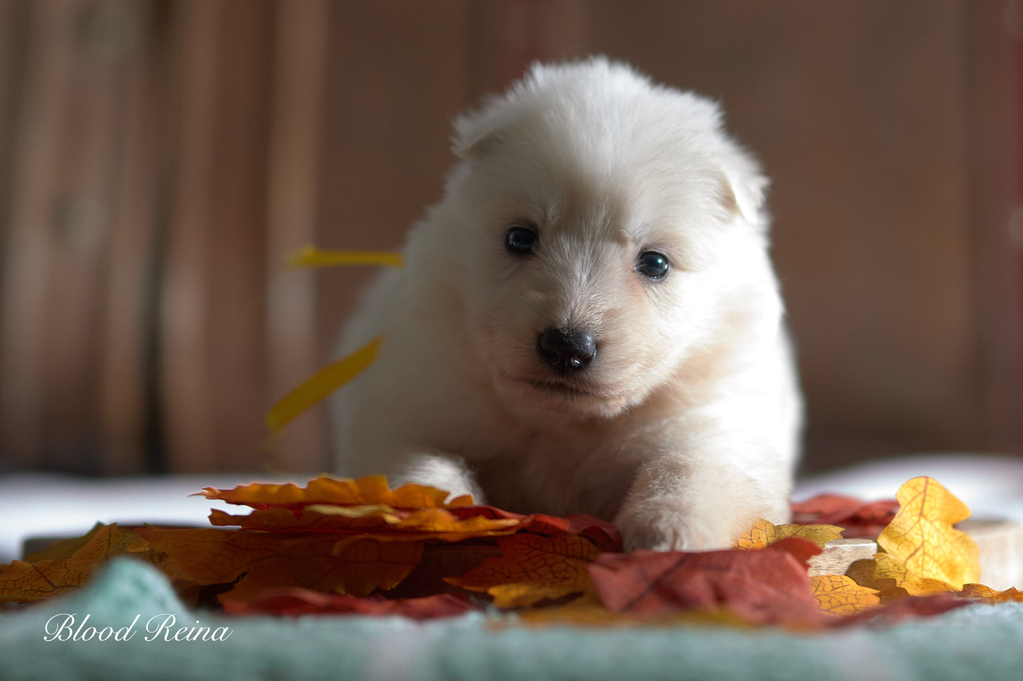 Berger Blanc Suisse adulte de l'élevage Bloodreina