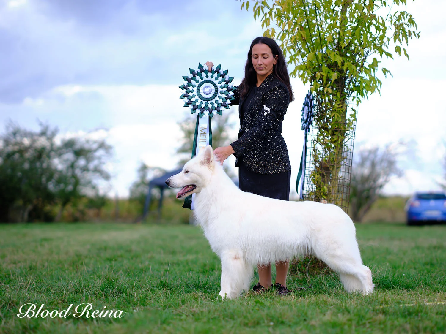 Amandine Aubert présentant un Berger Blanc Suisse en exposition