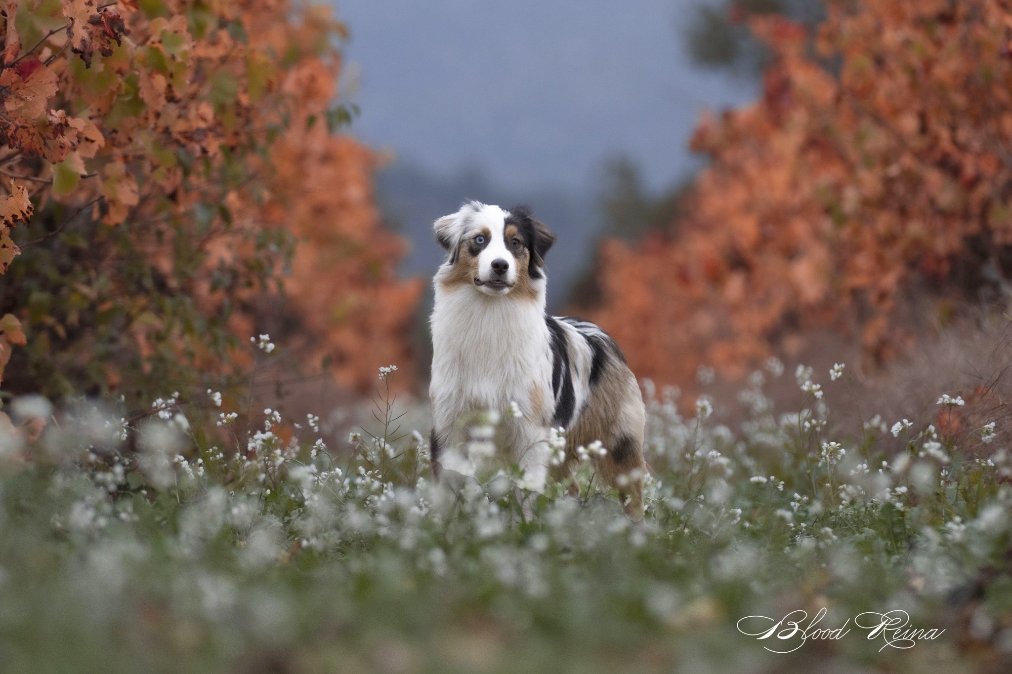 ROSALIE — lice Berger Américain Miniature