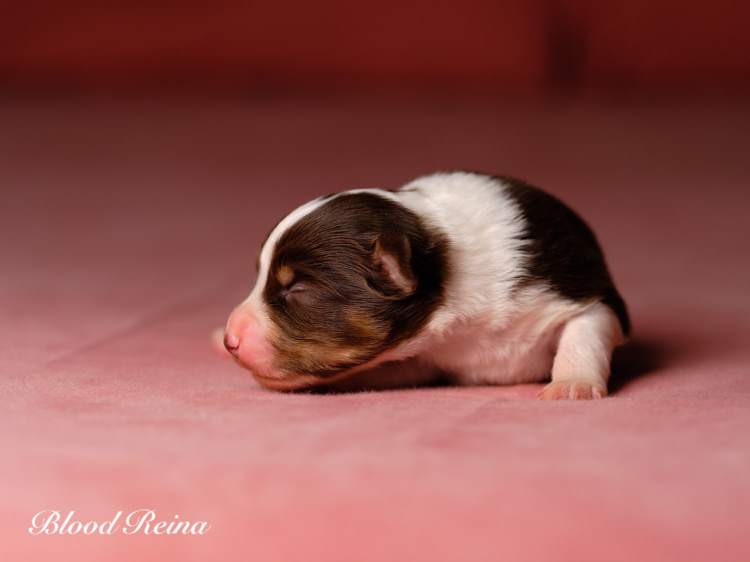 Chiot Berger Américain Miniature Bloodreina - photo 12