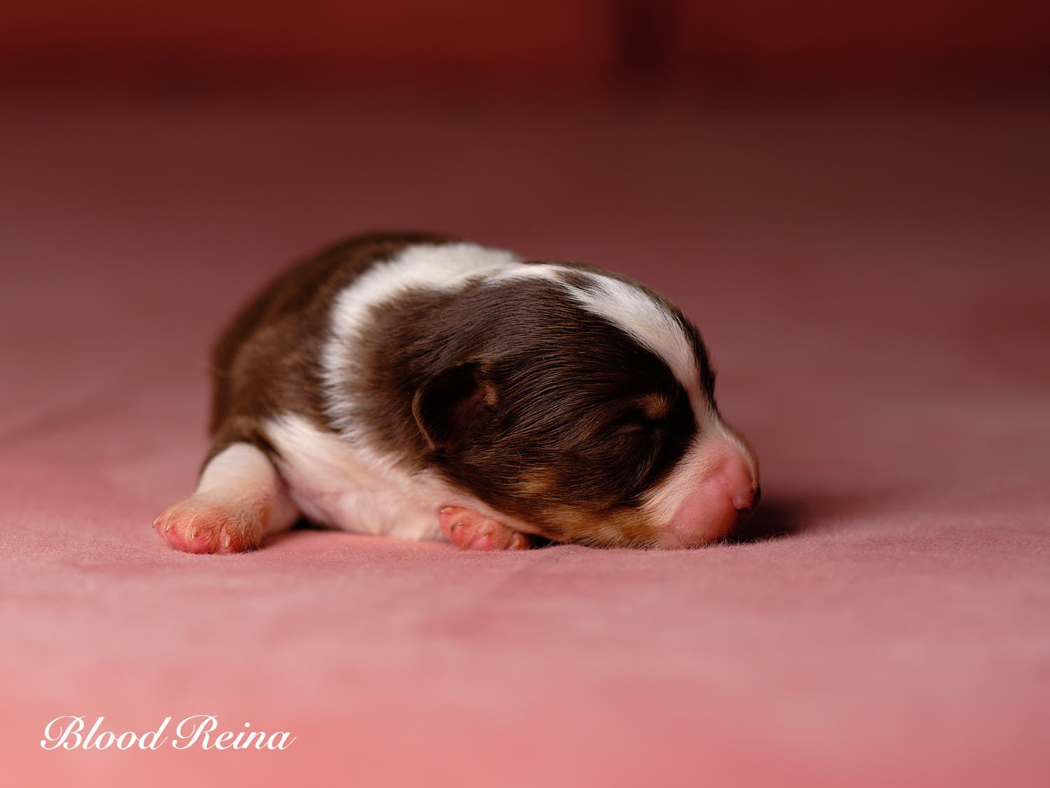 Chiot Berger Américain Miniature Bloodreina - photo 13