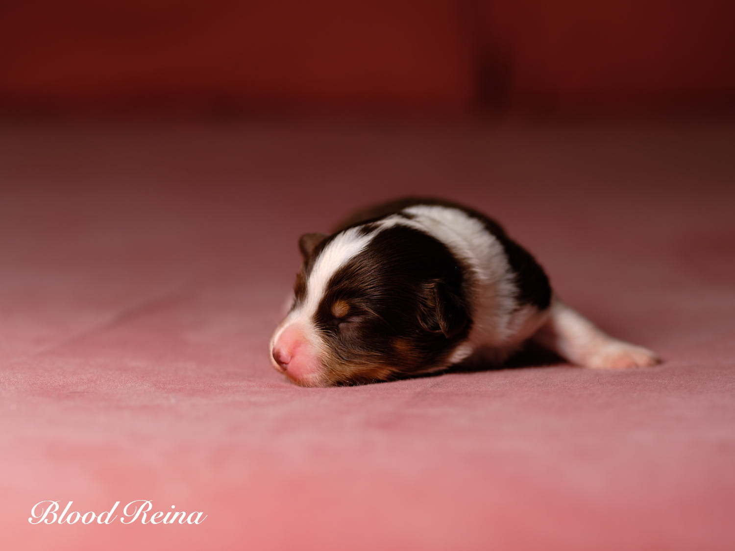 Chiot Berger Américain Miniature Bloodreina - photo 14