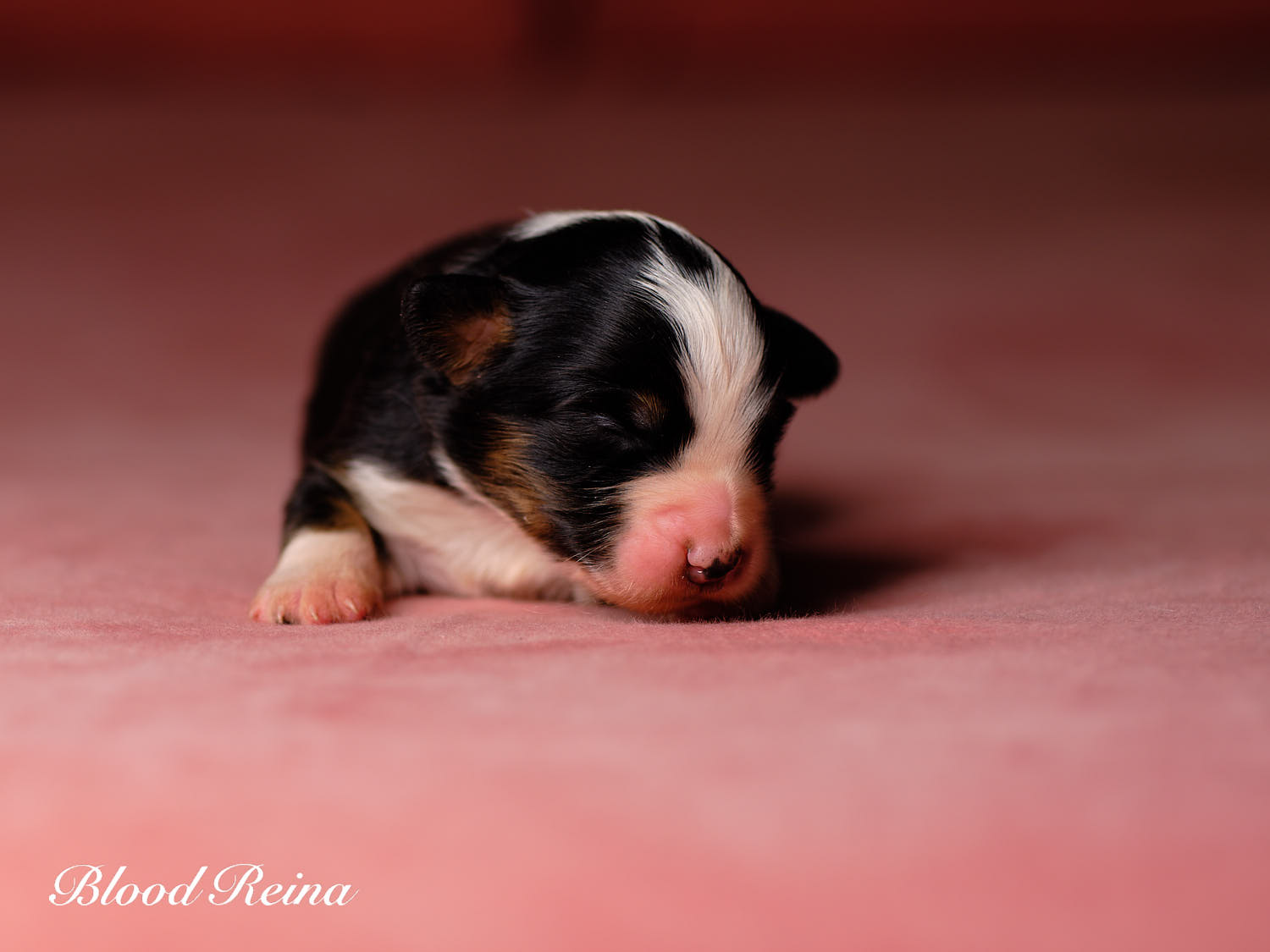 Chiot Berger Américain Miniature Bloodreina - photo 16