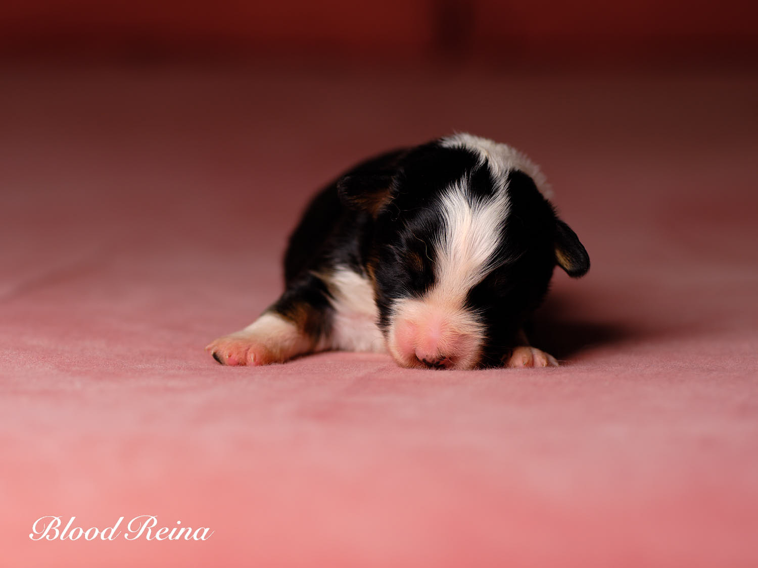 Chiot Berger Américain Miniature Bloodreina - photo 17