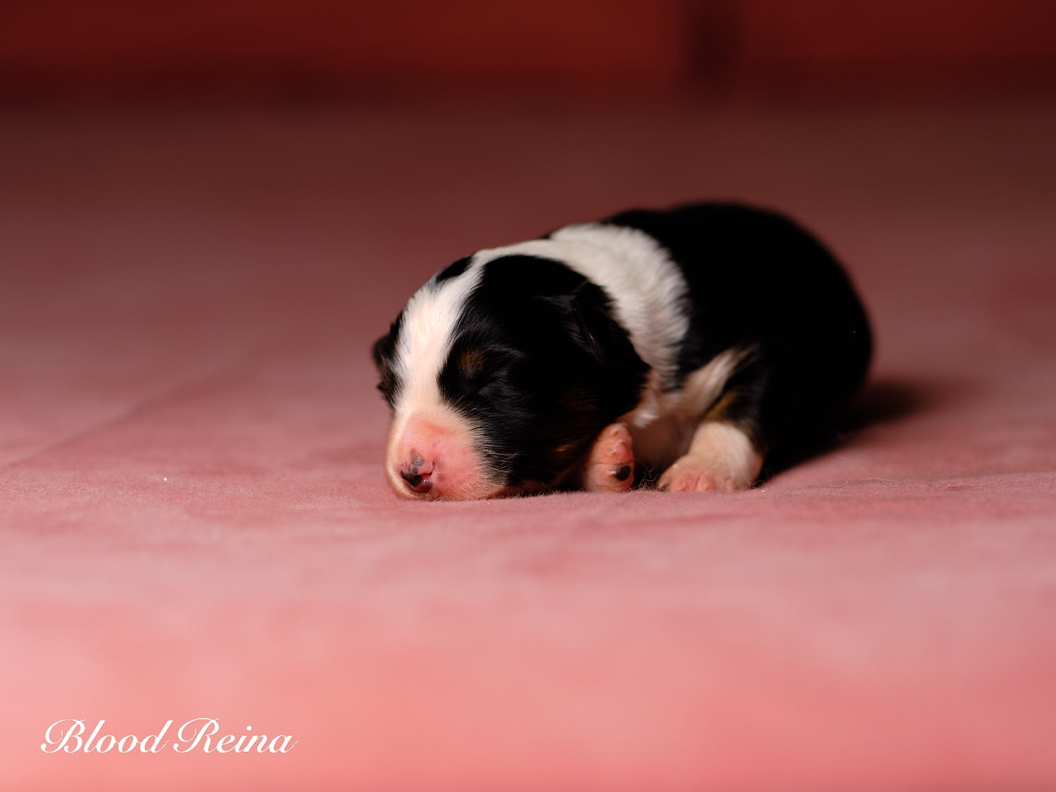 Chiot Berger Américain Miniature Bloodreina - photo 18
