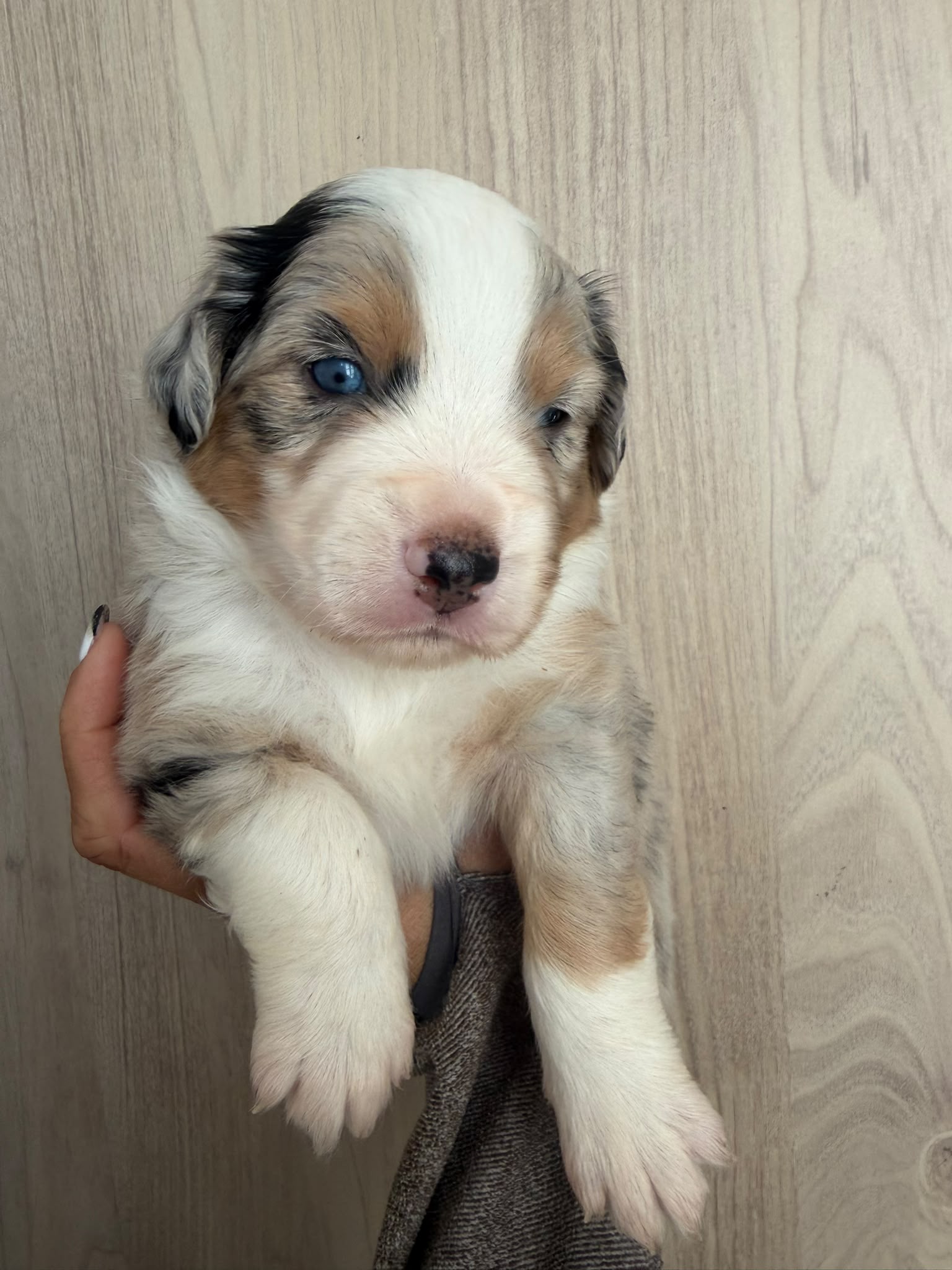 Echo, chiot Berger Américain Miniature disponible