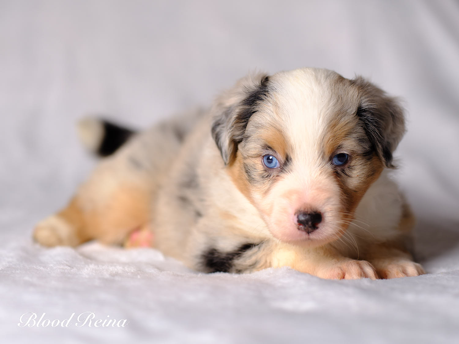 Echo, chiot Berger Américain Miniature disponible