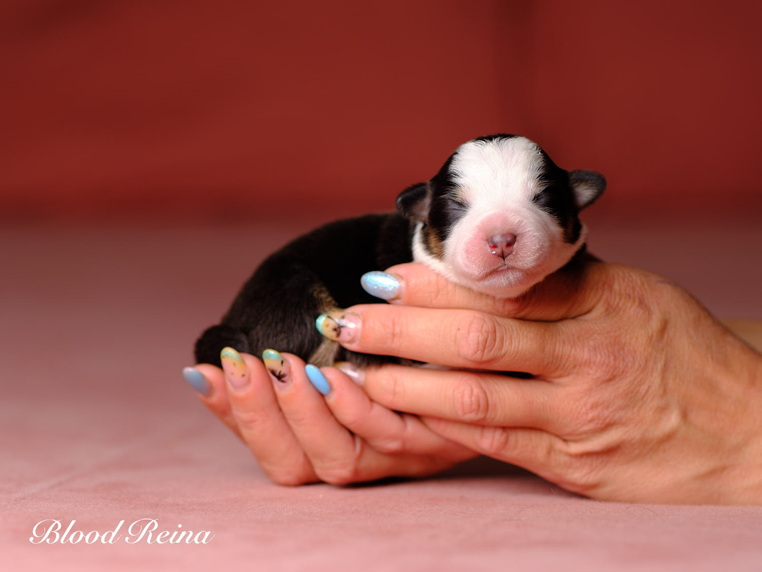 Black Pearl, chiot Berger Américain Miniature