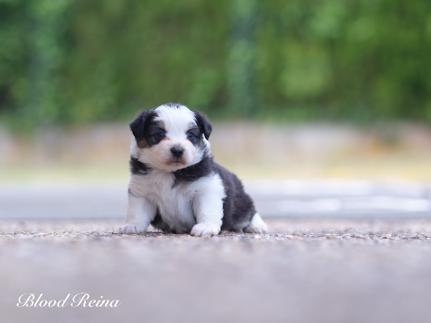 Black Pearl, chiot Berger Américain Miniature Bloodreina