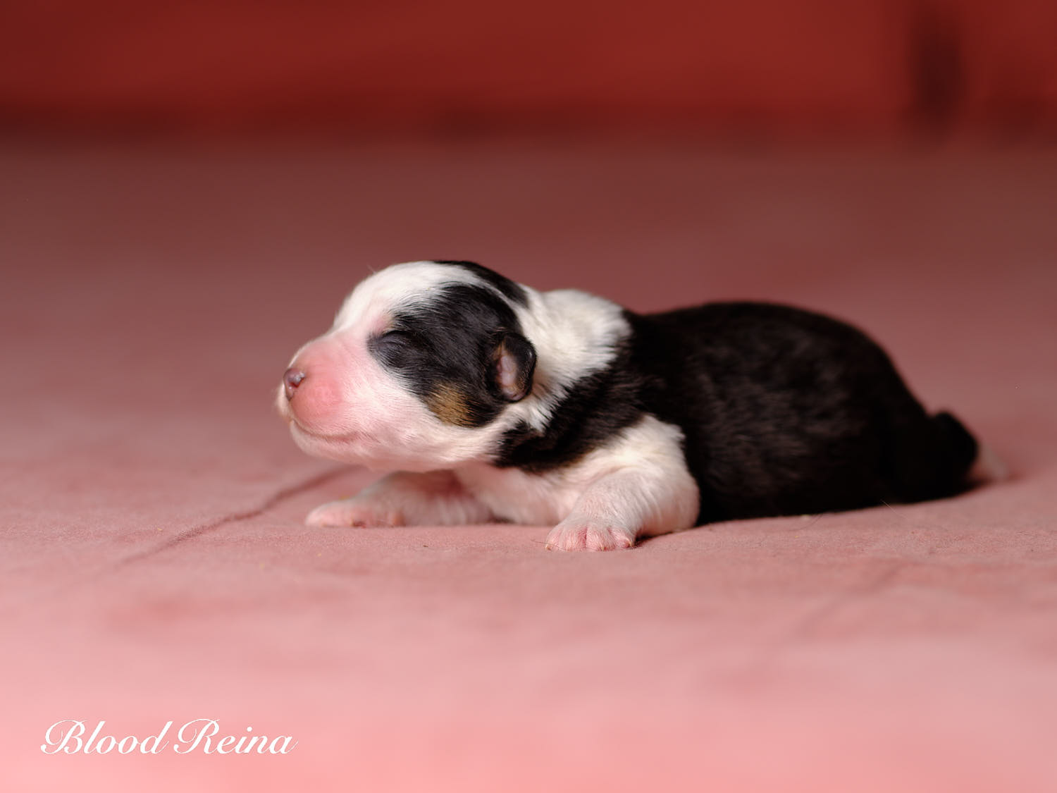 Chiot Berger Américain Miniature Bloodreina - photo 2