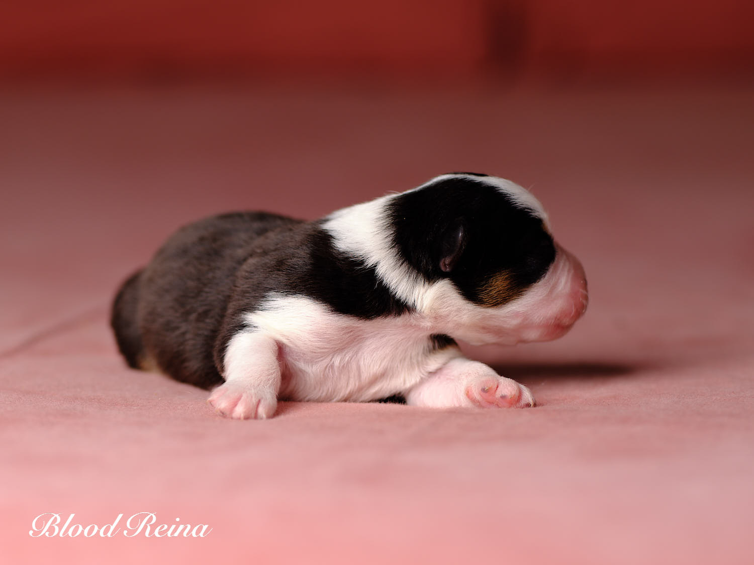 Chiot Berger Américain Miniature Bloodreina - photo 3