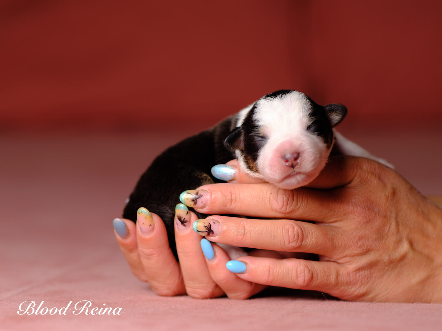 Chiot Berger Américain Miniature Bloodreina - photo 4