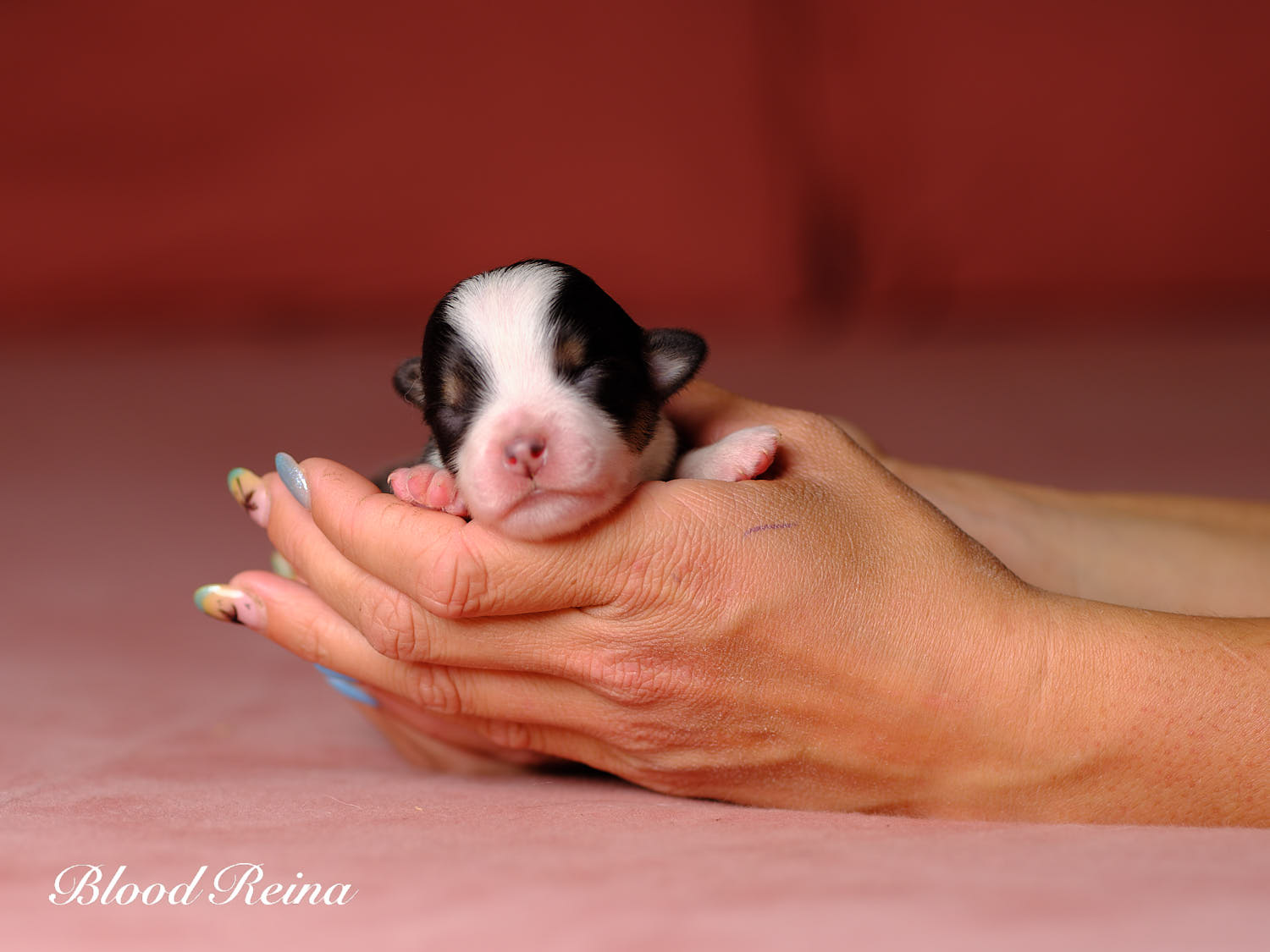 Bohème, chiot Berger Américain Miniature