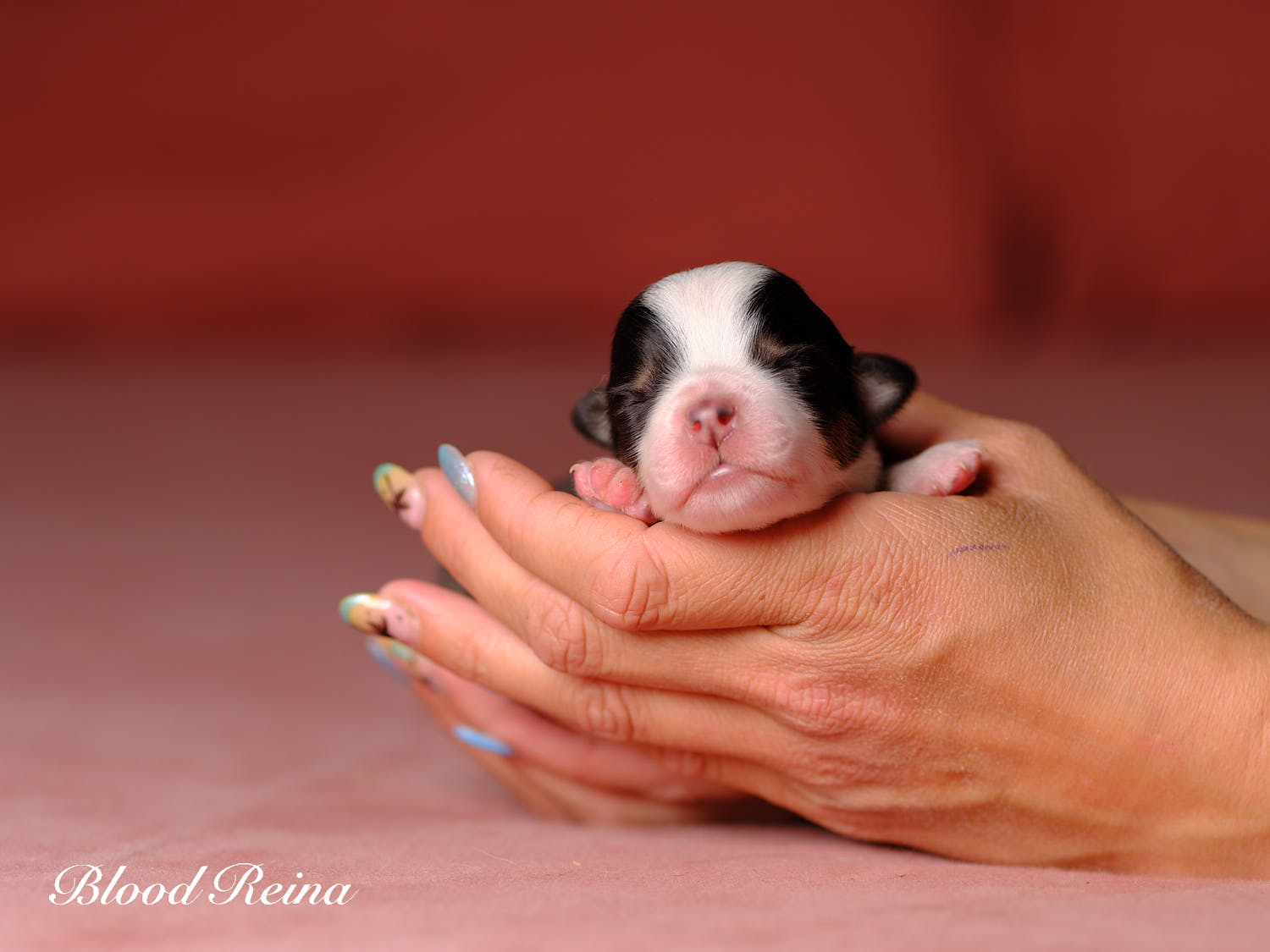 Chiot Berger Américain Miniature Bloodreina - photo 6