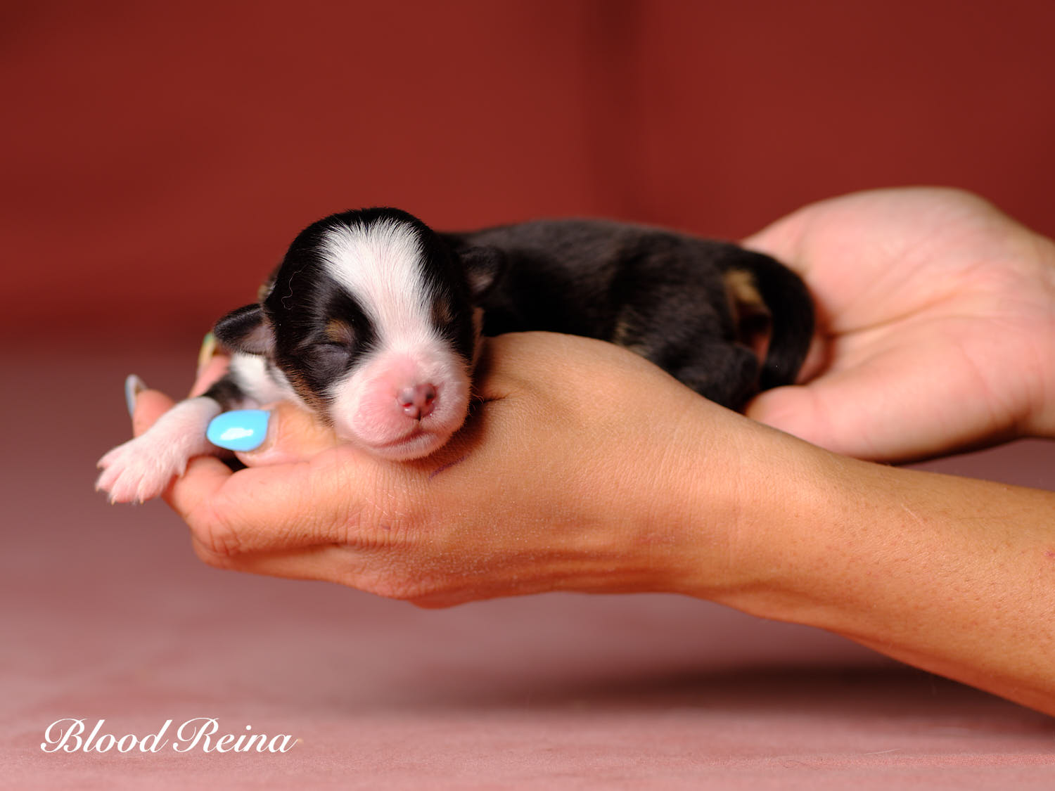 Chiot Berger Américain Miniature Bloodreina - photo 8