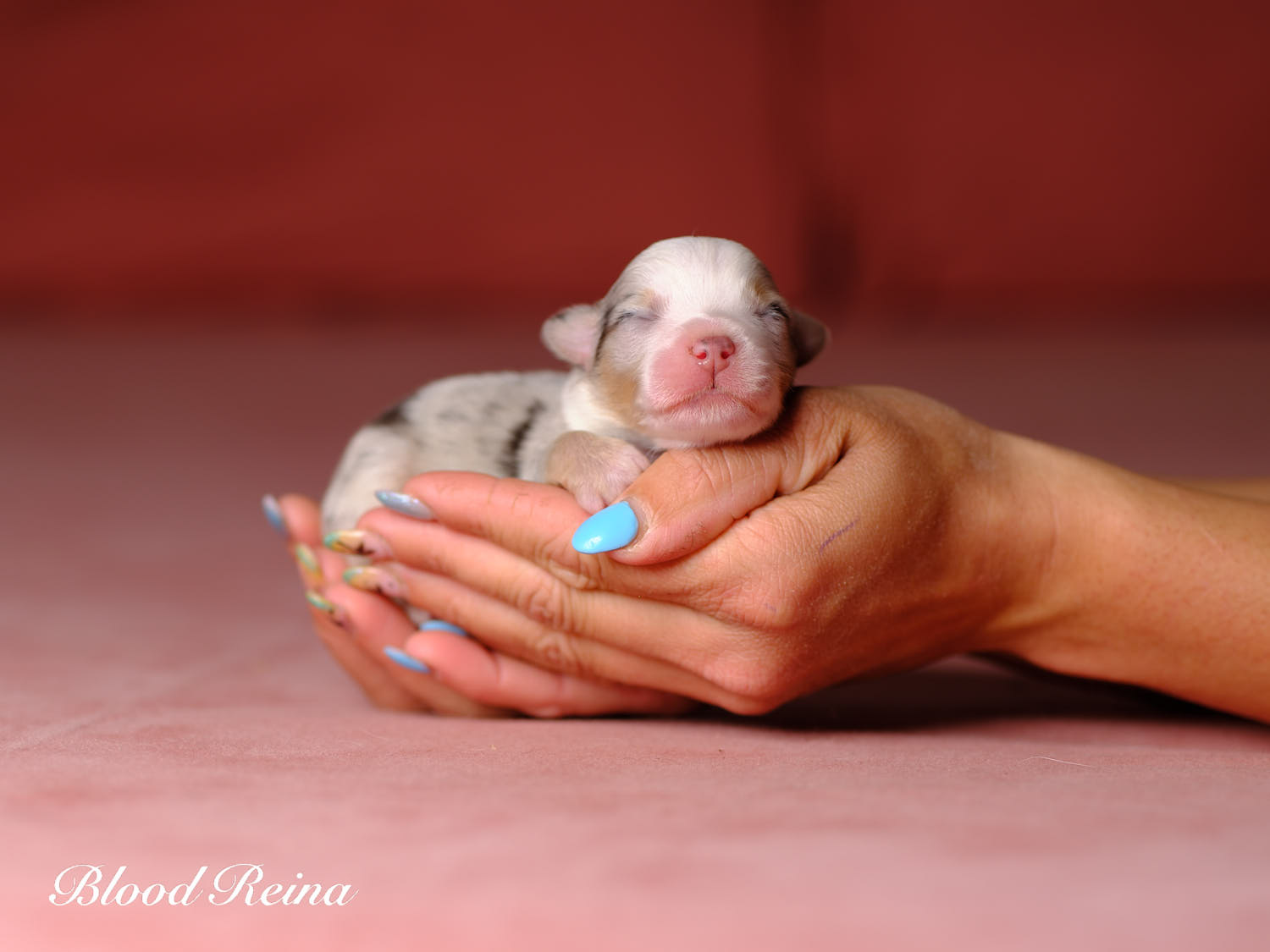 Blue-Boy, chiot Berger Américain Miniature