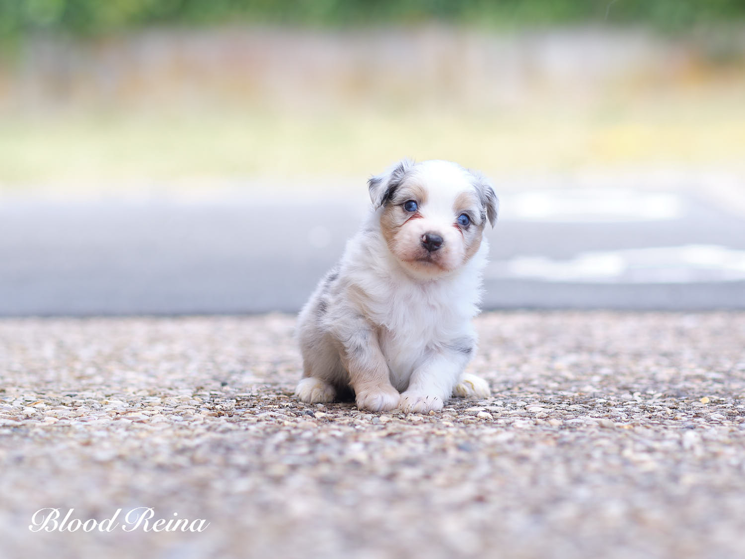 Blue-Boy, chiot Berger Américain Miniature Bloodreina