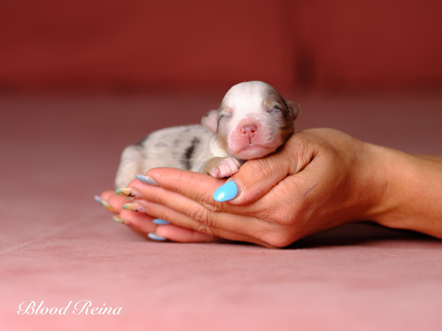 Chiot Berger Américain Miniature Bloodreina - photo 10