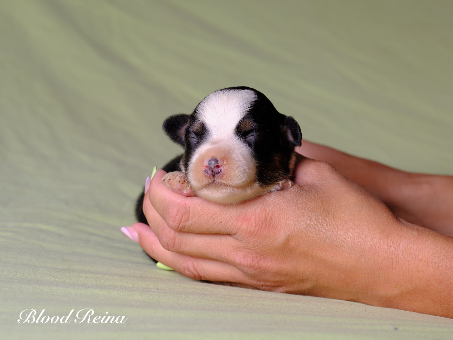 Shadow, chiot Berger Américain Miniature disponible