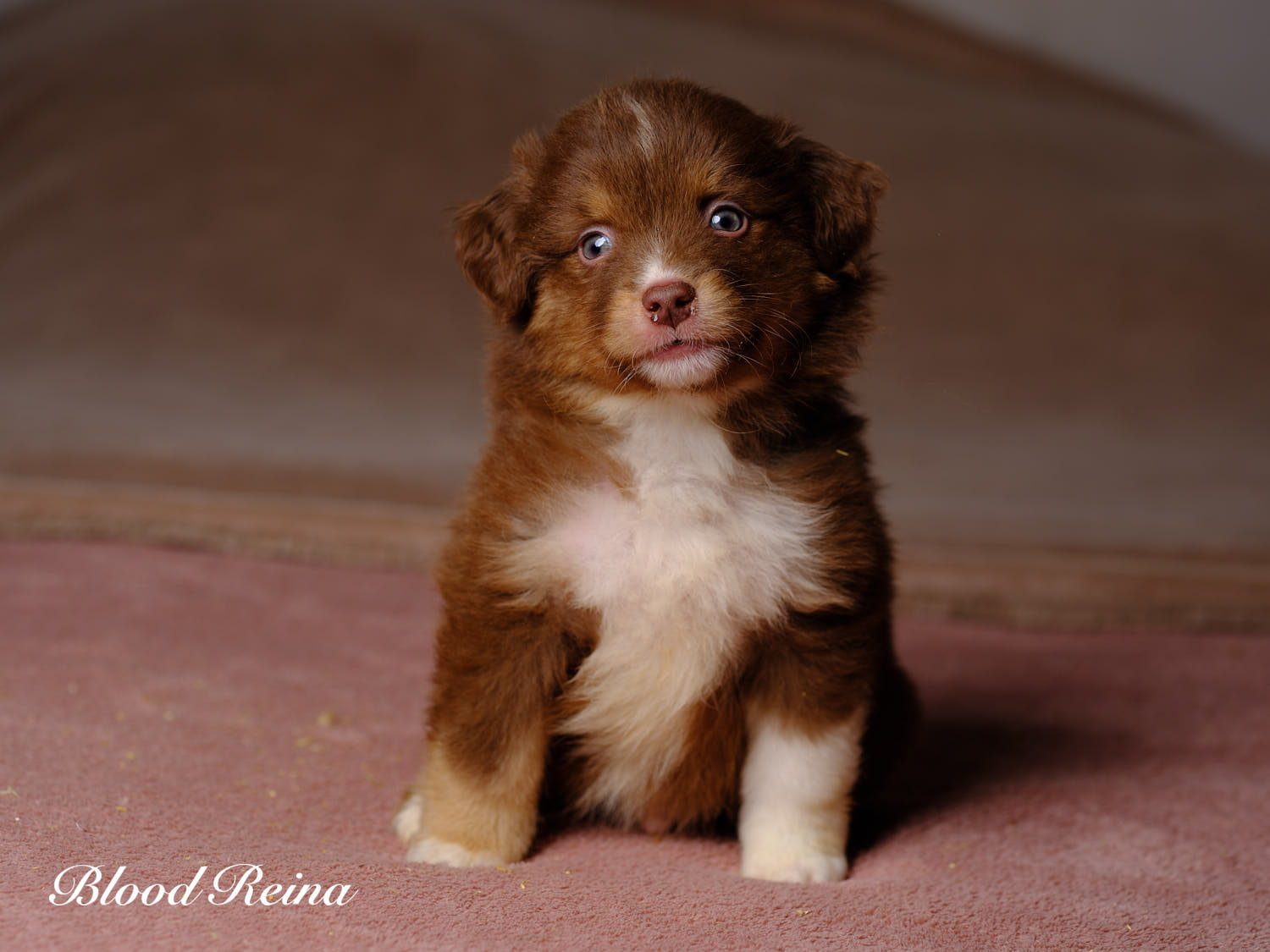 Bond, chiot Berger Américain Miniature disponible