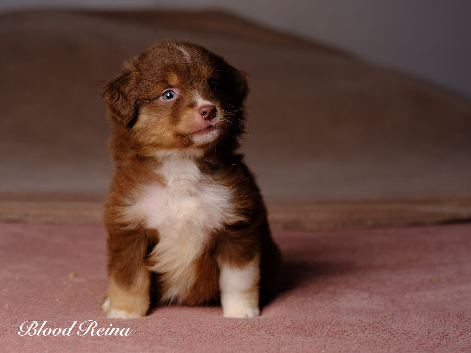 Chiot Berger Américain Miniature Bloodreina - photo 2
