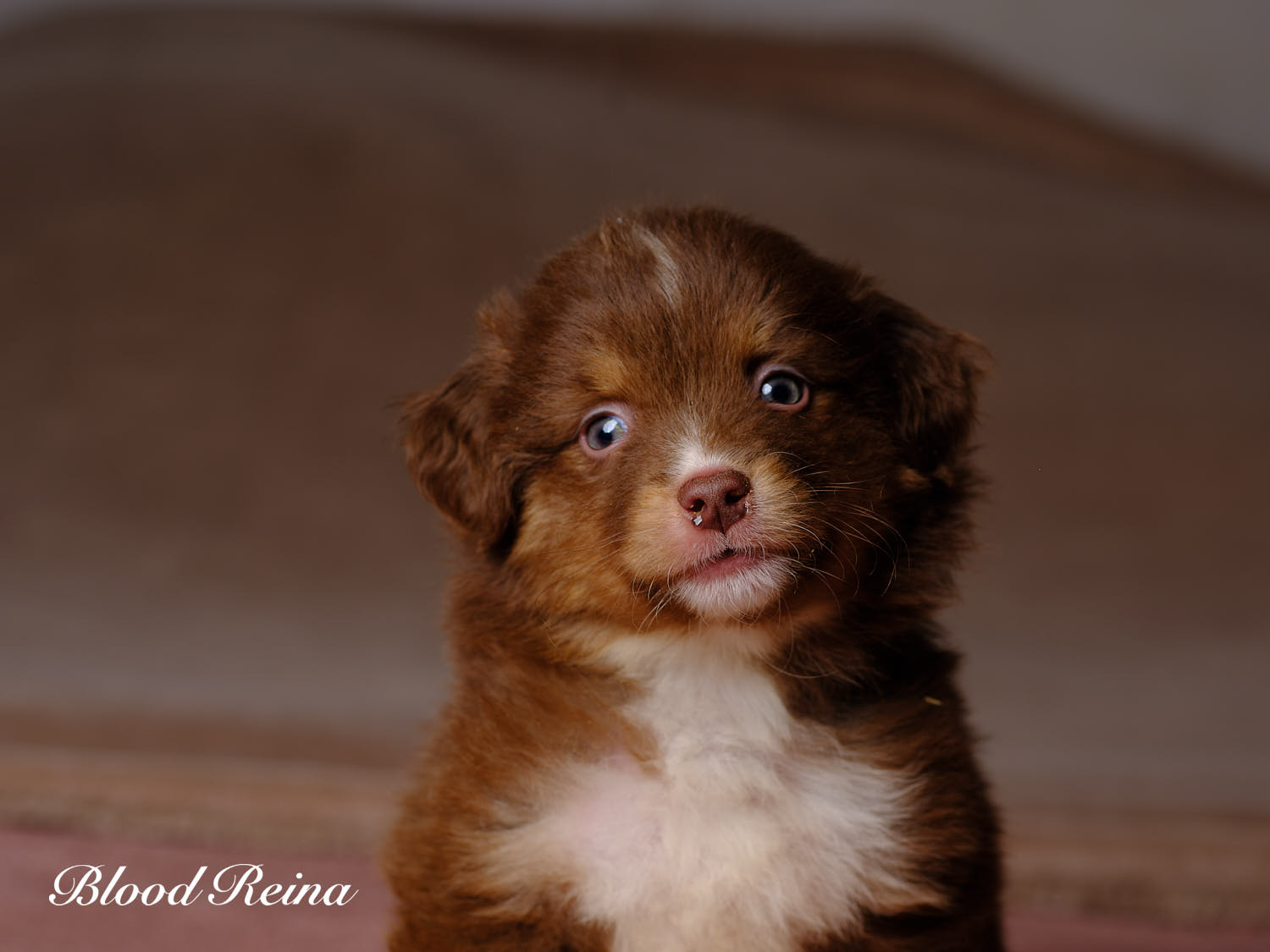 Chiot Berger Américain Miniature Bloodreina - photo 3