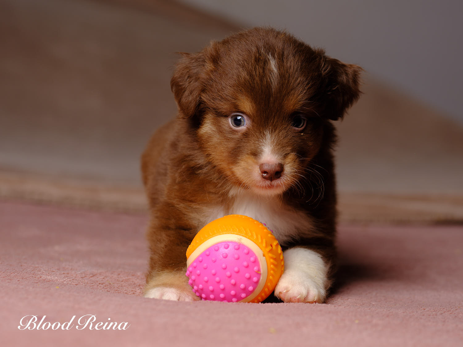 Chiot Berger Américain Miniature Bloodreina - photo 4
