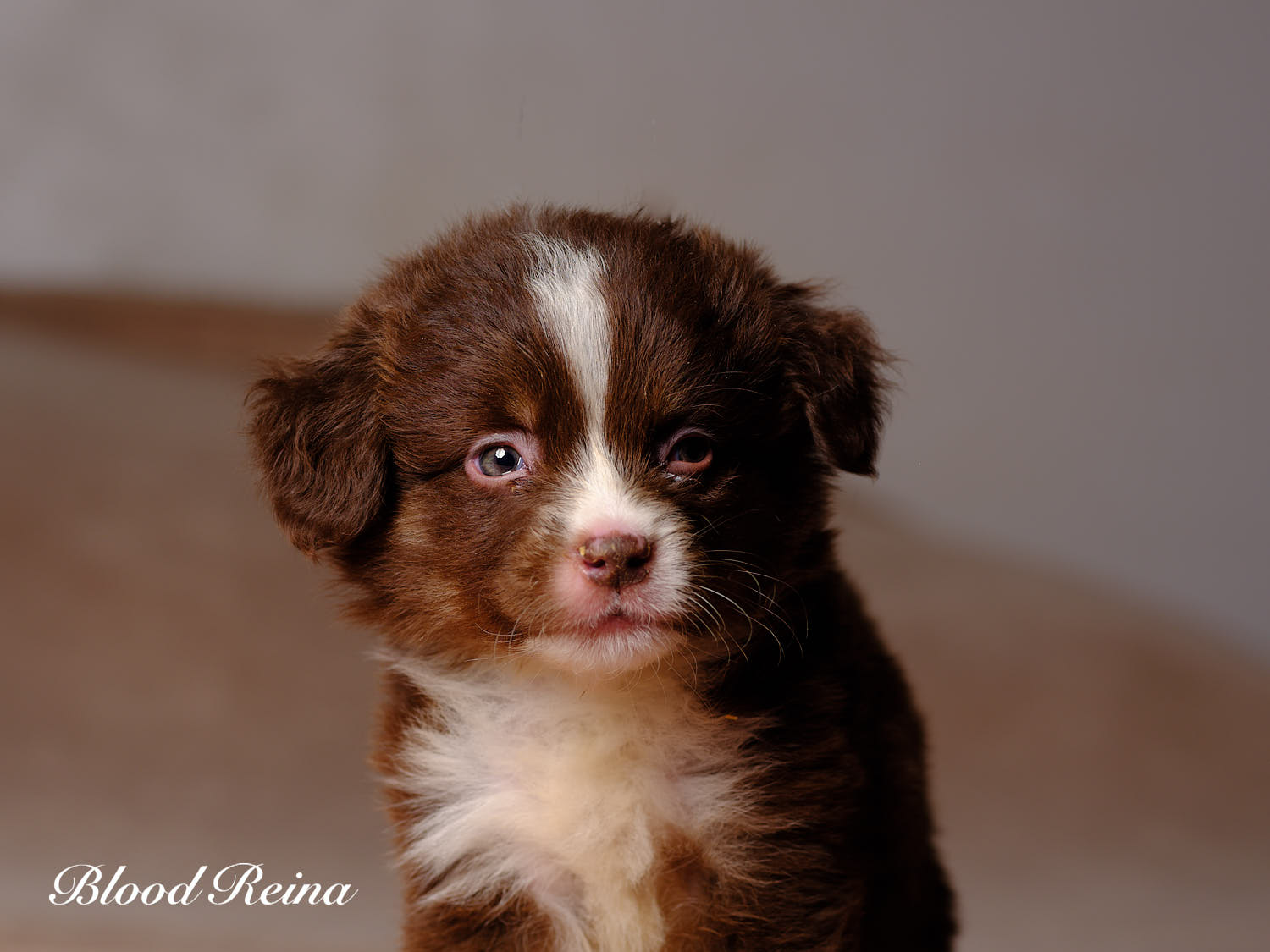 Big Bang, chiot Berger Américain Miniature
