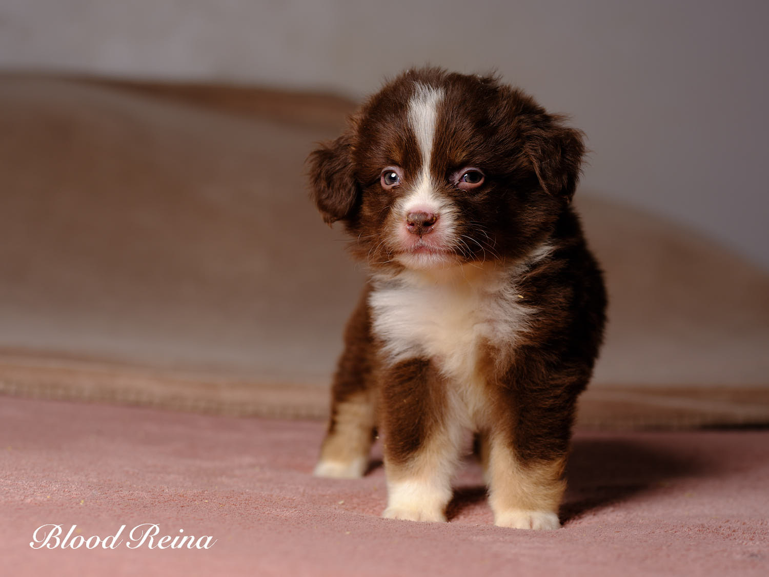 Chiot Berger Américain Miniature Bloodreina - photo 6