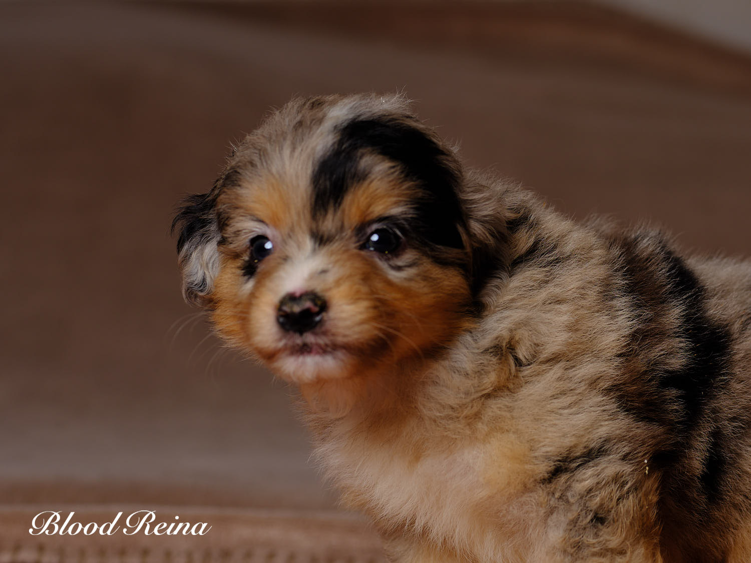 Boston, chiot Berger Américain Miniature
