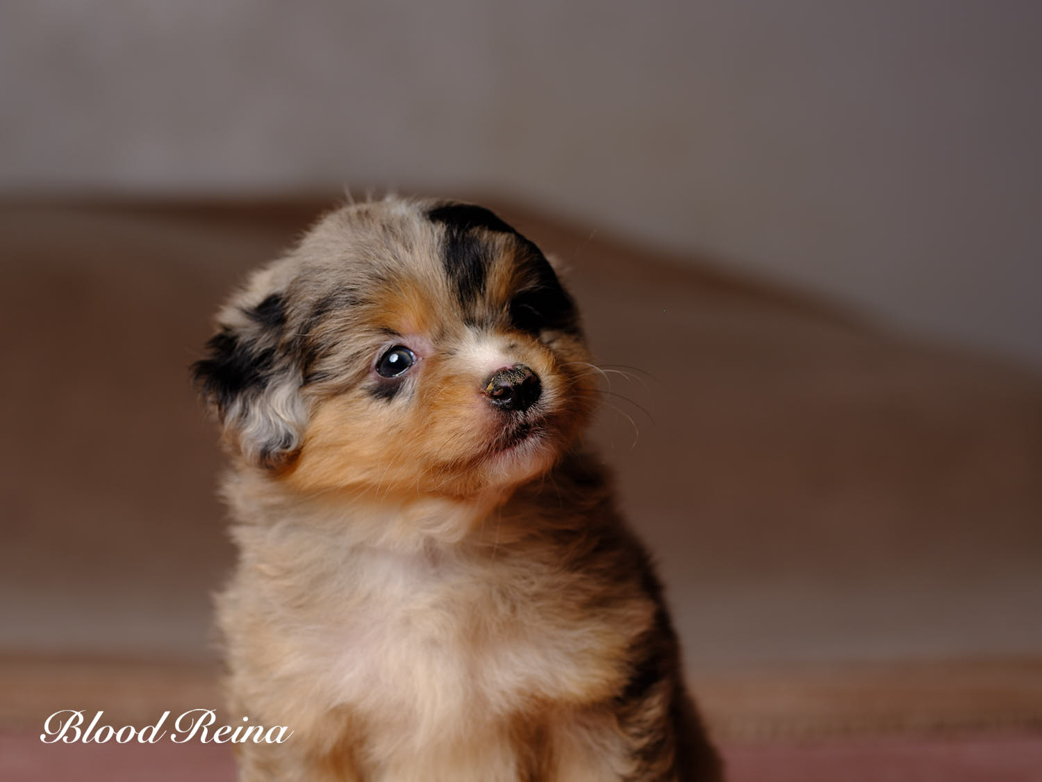 Chiot Berger Américain Miniature Bloodreina - photo 8