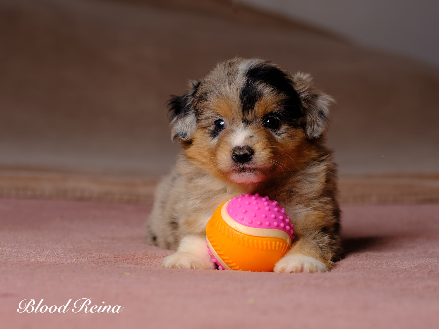 Chiot Berger Américain Miniature Bloodreina - photo 9