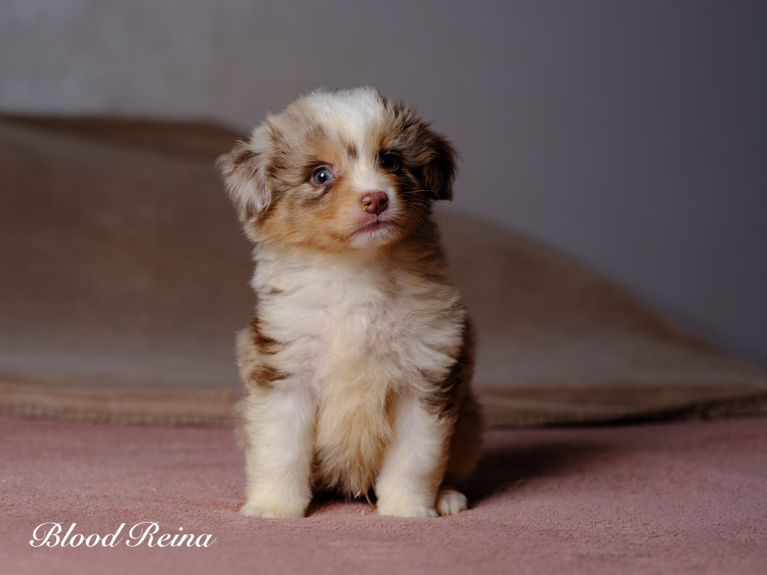 Bellini, chiot Berger Américain Miniature