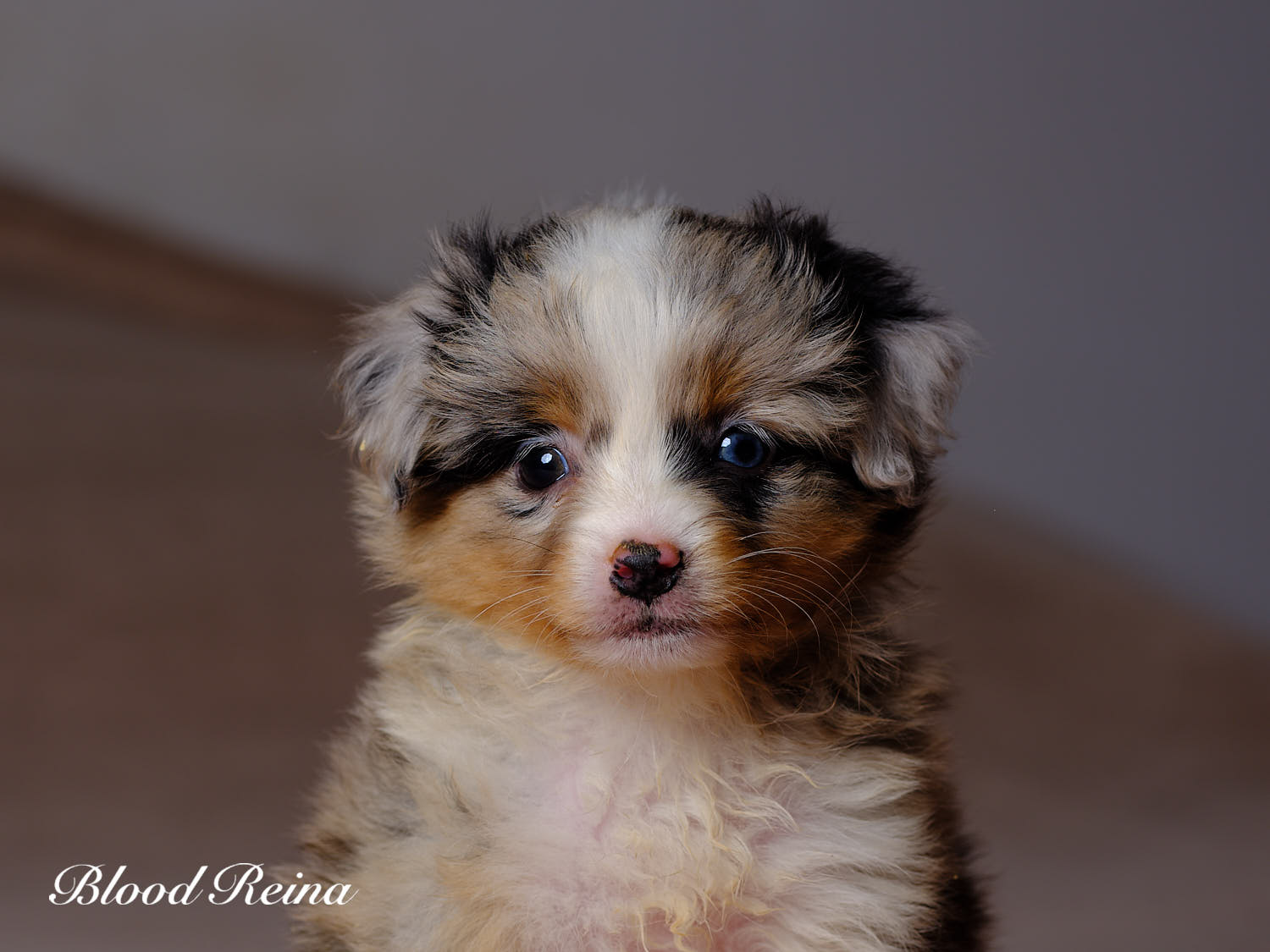 Bvlgari, chiot Berger Américain Miniature