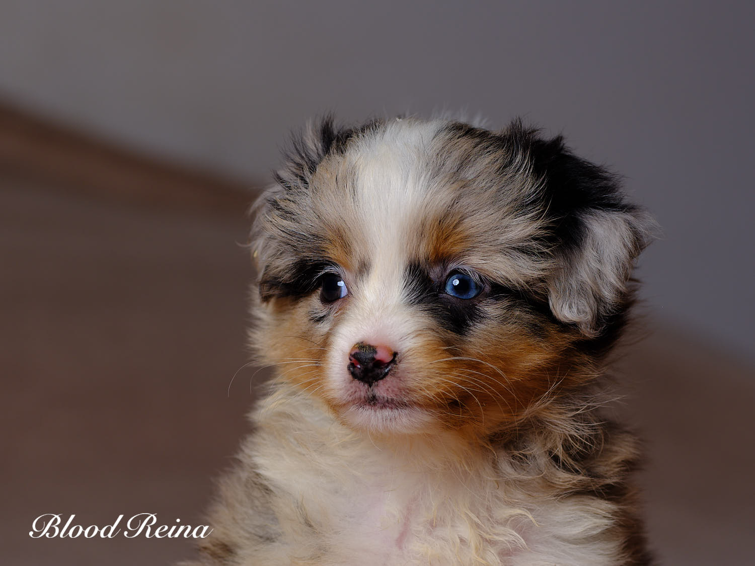 Chiot Berger Américain Miniature Bloodreina - photo 12