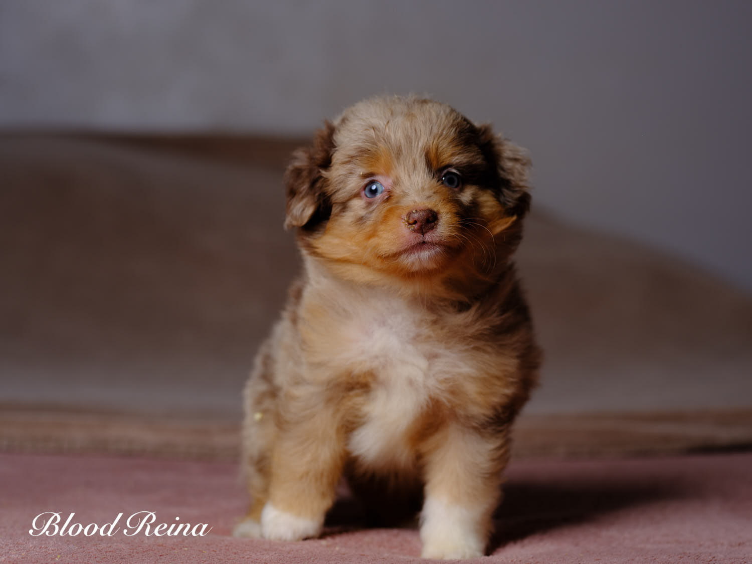 Bingo, chiot Berger Américain Miniature
